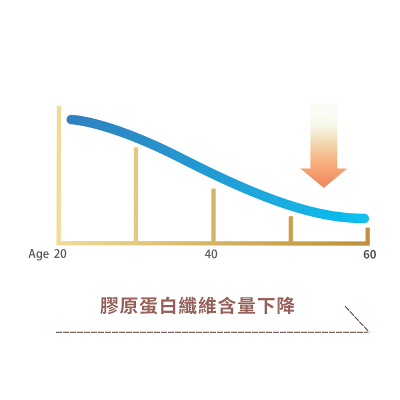 年齡與膠原蛋白纖維含量關係圖