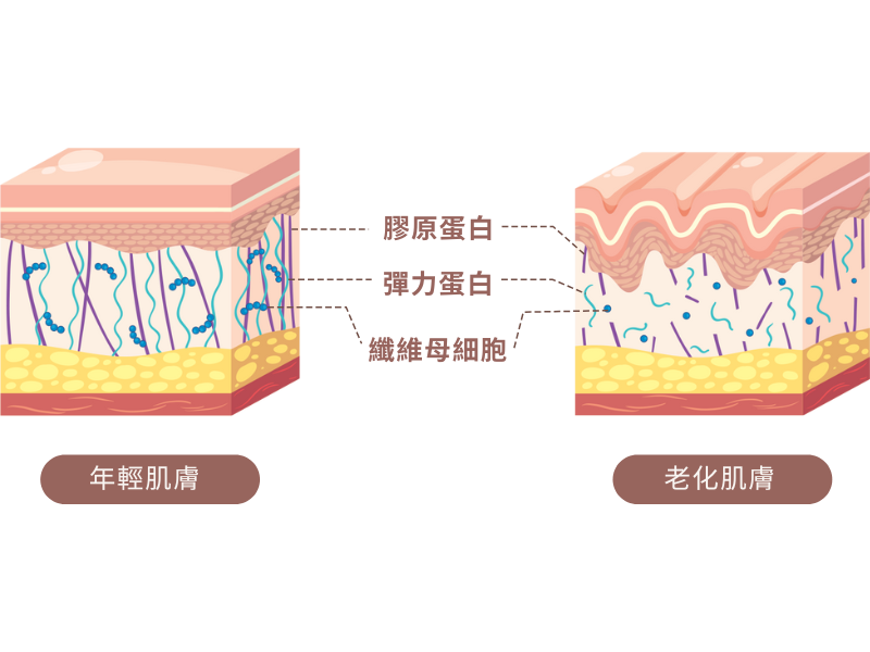 年輕肌膚 vs 老化肌膚，真皮層差異一目了然