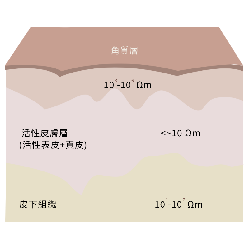 鳳凰電波｜不同皮層之電阻分佈