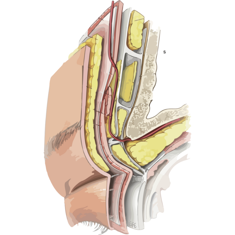 跨層次迴繞拉提｜上臉腔室特寫，重建眉眼神采的解剖核心