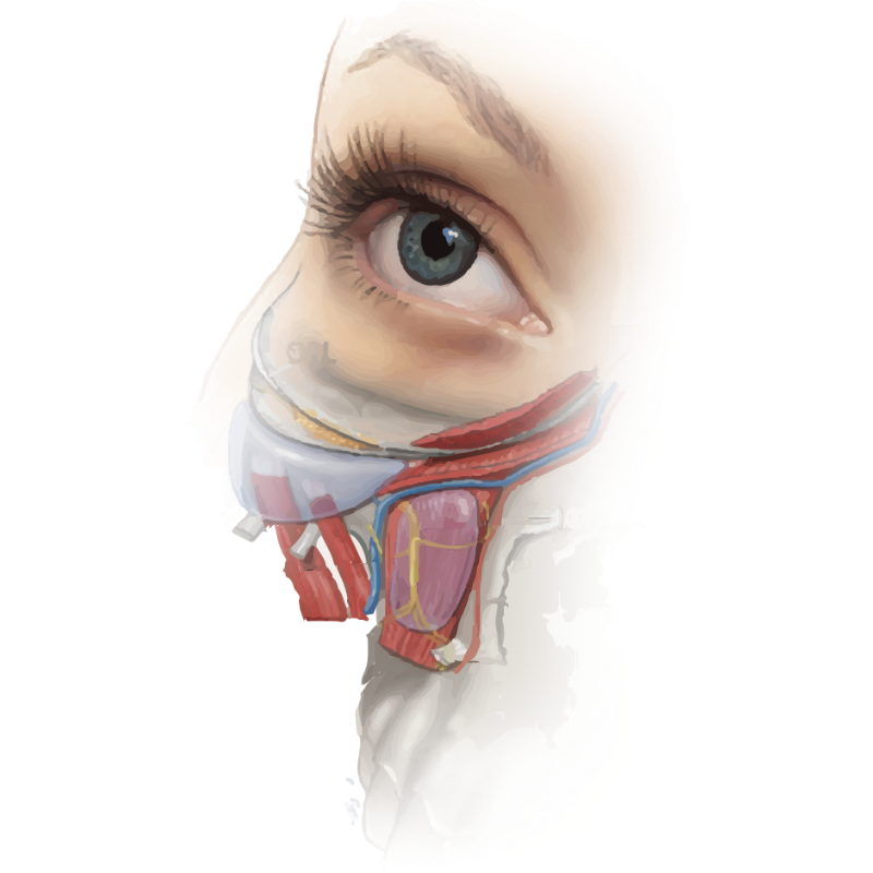 跨層次迴繞拉提｜中臉滑動腔室 × 韌帶交會點，找回立體輪廓的關鍵結構