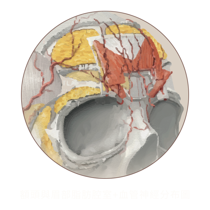 跨層次迴繞拉提｜安全提拉層次與鬆弛來源_額頭與眉部脂肪腔室+血管神經分布圖