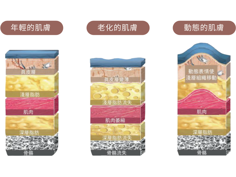 皮膚老化與動態變化