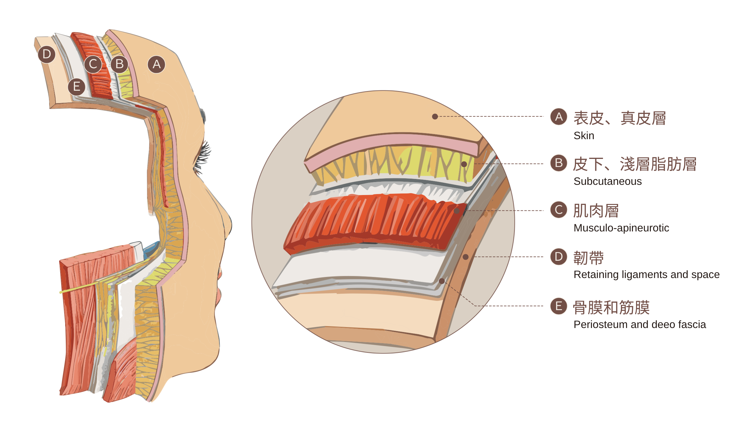 跨層次迴繞拉提｜肌膚結構層次