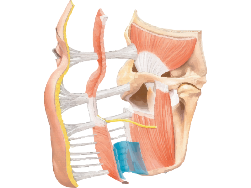 跨層次迴繞拉提｜臉部深層腔室結構： 支撐力流失的隱形路徑