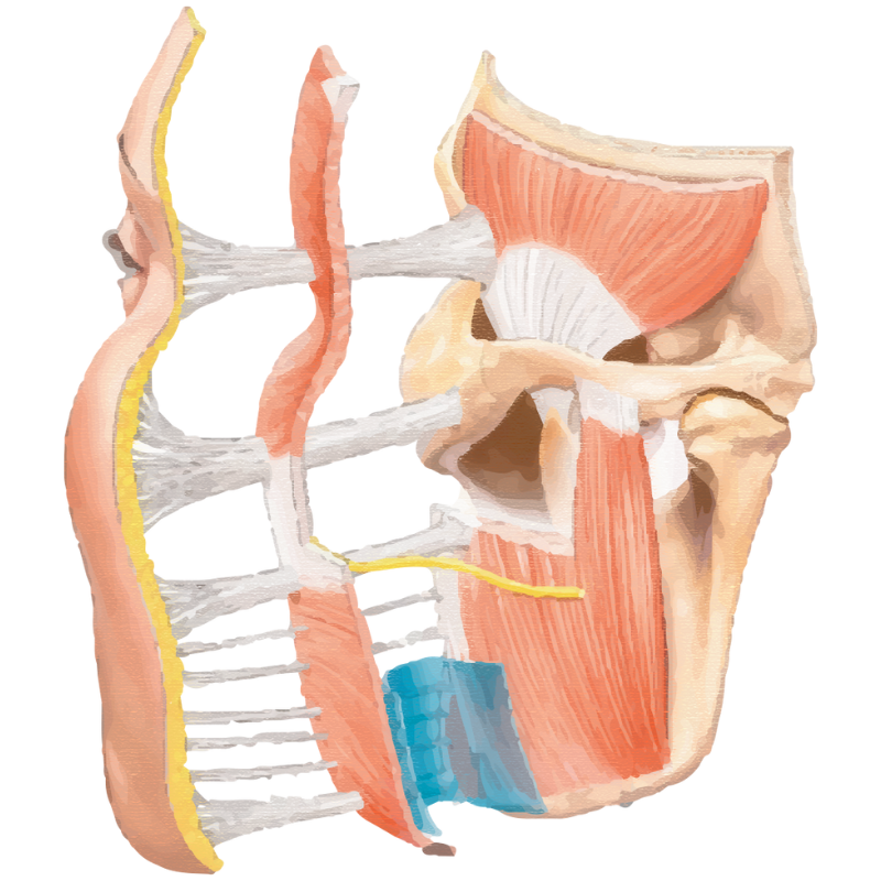跨層次迴繞拉提｜臉部深層腔室結構： 支撐力流失的隱形路徑＿正方