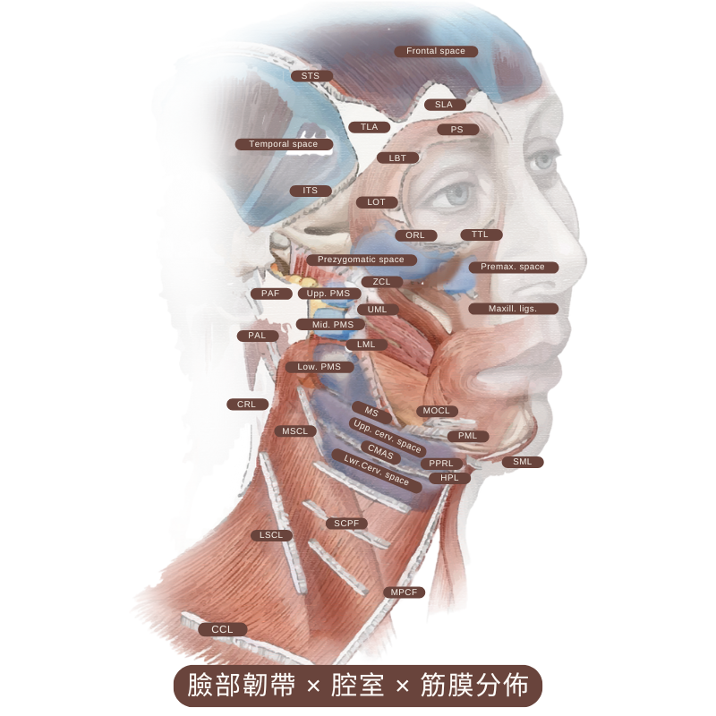 跨層次迴繞拉提｜臉部韌帶Ｘ腔室Ｘ筋膜分佈