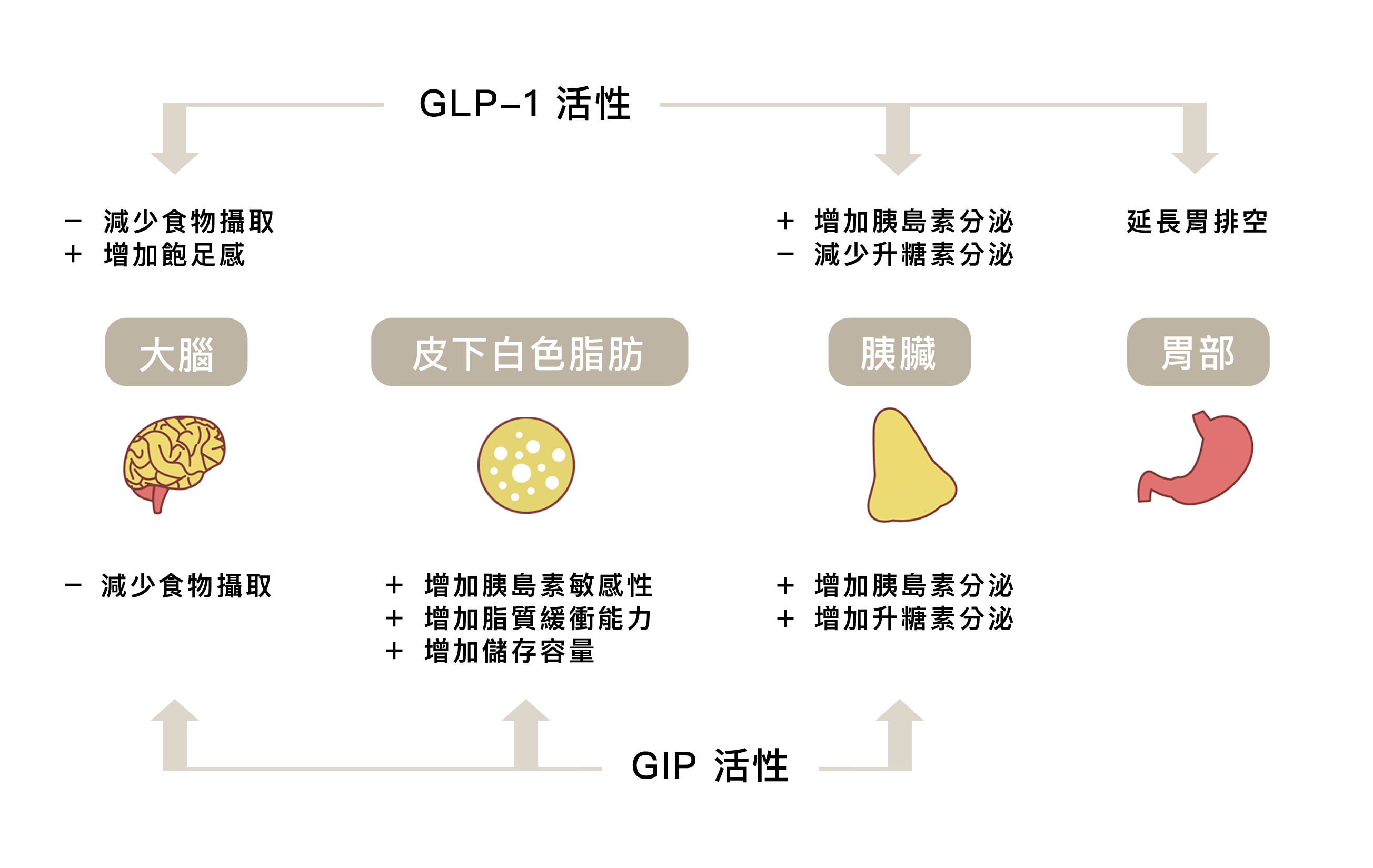 勤診所｜猛健樂作用機制