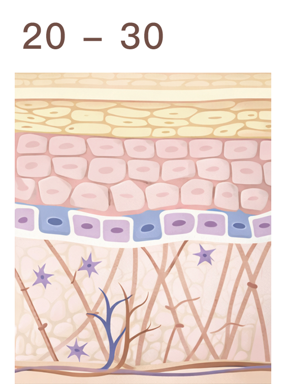 舒顏萃 (童妍針) 神救援，擊退顯老元兇 — 膠原蛋白流失