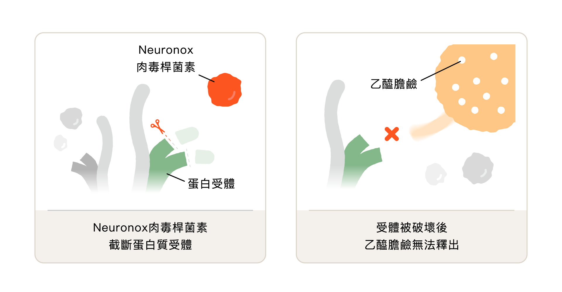 奇蹟肉毒/奇肌肉毒的作用原理