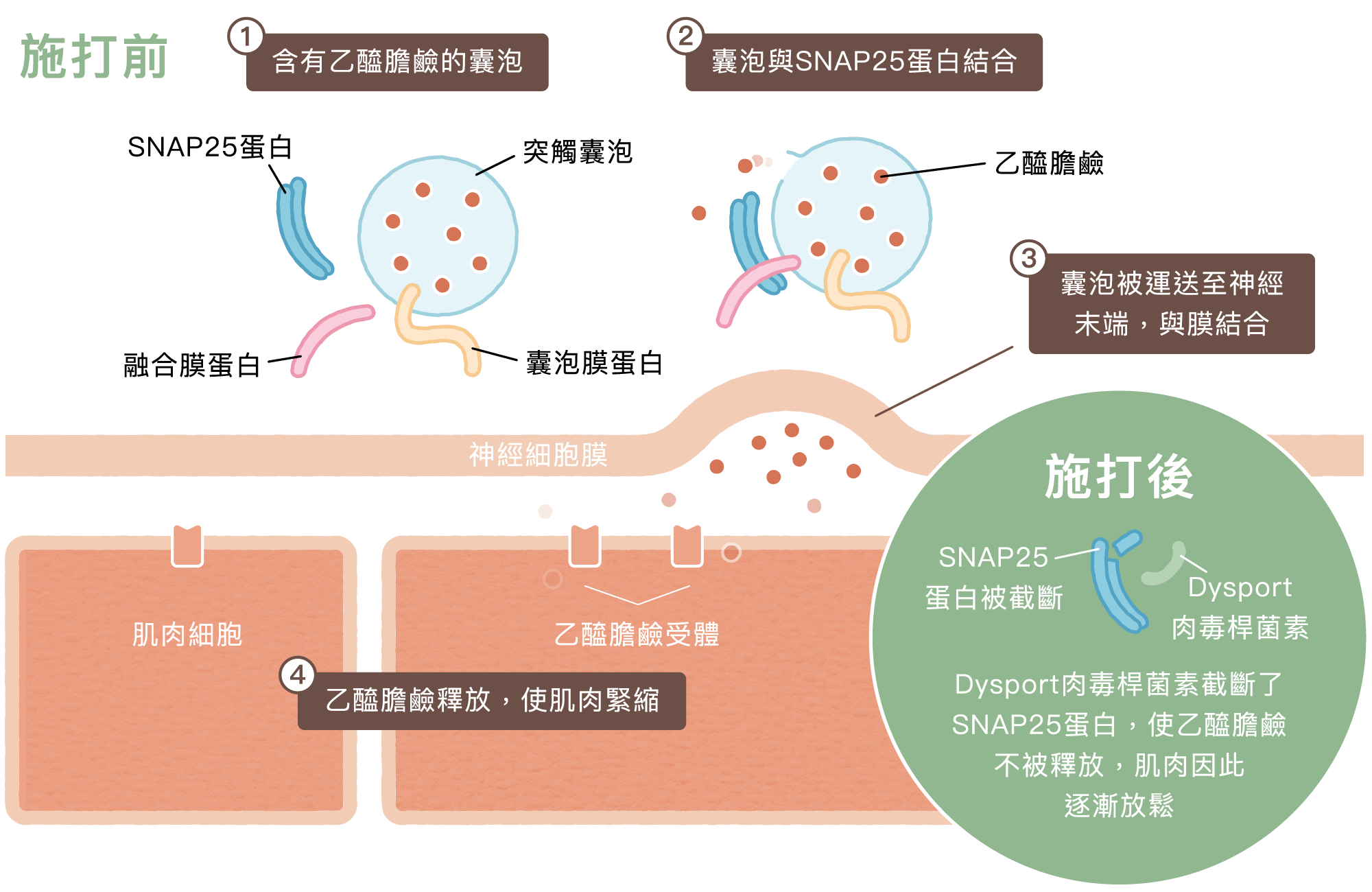 2603 皇家肉毒_完檔_作用原理
